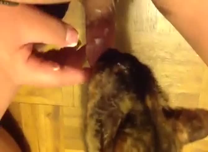 Cat licks dick
